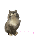 猫のバロン（個別スタンプ：11）