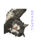 猫のバロン（個別スタンプ：12）