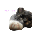 猫のバロン（個別スタンプ：13）