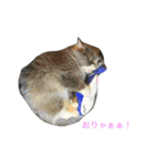 猫のバロン（個別スタンプ：14）