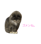 猫のバロン（個別スタンプ：15）