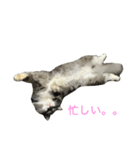 猫のバロン（個別スタンプ：16）