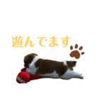 獅子丸Vol.1（個別スタンプ：4）