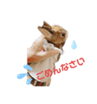 kinakoはRabbit②（個別スタンプ：3）