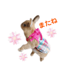 kinakoはRabbit②（個別スタンプ：4）