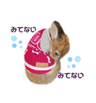 kinakoはRabbit②（個別スタンプ：5）