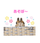 kinakoはRabbit②（個別スタンプ：10）