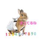 kinakoはRabbit②（個別スタンプ：11）