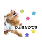 kinakoはRabbit②（個別スタンプ：12）