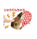 kinakoはRabbit②（個別スタンプ：13）