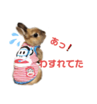 kinakoはRabbit②（個別スタンプ：19）