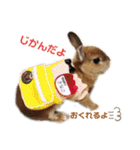 kinakoはRabbit②（個別スタンプ：20）