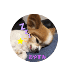 あずき＆めい（個別スタンプ：12）