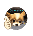 あずき＆めい（個別スタンプ：15）