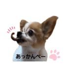 あずき＆めい（個別スタンプ：19）