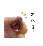 ちゃんたまご -究極-（個別スタンプ：1）