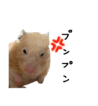 ちゃんたまご -究極-（個別スタンプ：5）