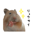 ちゃんたまご -究極-（個別スタンプ：6）