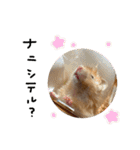 ちゃんたまご -究極-（個別スタンプ：26）