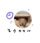 ちゃんたまご -究極-（個別スタンプ：29）