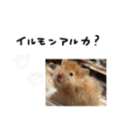 ちゃんたまご -究極-（個別スタンプ：33）