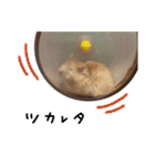 ちゃんたまご -究極-（個別スタンプ：34）
