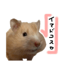 ちゃんたまご -究極-（個別スタンプ：36）