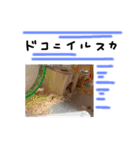 ちゃんたまご -究極-（個別スタンプ：40）