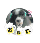 僕はプードル2（個別スタンプ：3）