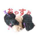 僕はプードル2（個別スタンプ：5）