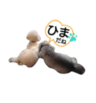 僕はプードル2（個別スタンプ：11）