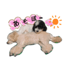 僕はプードル2（個別スタンプ：12）