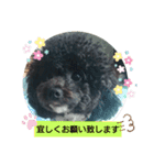 僕はプードル2（個別スタンプ：13）