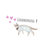 笹かま猫のひなた（個別スタンプ：1）