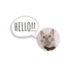 笹かま猫のひなた（個別スタンプ：3）