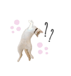 笹かま猫のひなた（個別スタンプ：6）