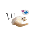 笹かま猫のひなた（個別スタンプ：8）