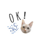 笹かま猫のひなた（個別スタンプ：9）