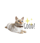 笹かま猫のひなた（個別スタンプ：12）