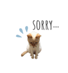笹かま猫のひなた（個別スタンプ：13）