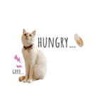 笹かま猫のひなた（個別スタンプ：15）