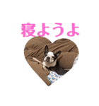 ボストンテリア  ルナくんのスタンプ（個別スタンプ：14）