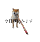 柴犬 えっちゃん（個別スタンプ：1）
