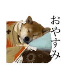柴犬 えっちゃん（個別スタンプ：2）