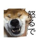 柴犬 えっちゃん（個別スタンプ：3）