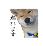 柴犬 えっちゃん（個別スタンプ：4）