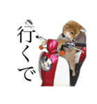 柴犬 えっちゃん（個別スタンプ：5）