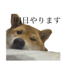 柴犬 えっちゃん（個別スタンプ：6）