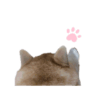 柴犬 えっちゃん（個別スタンプ：8）