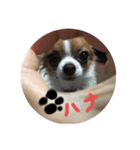 ハナだよ（個別スタンプ：2）